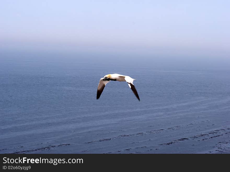 Gannet with nesting material