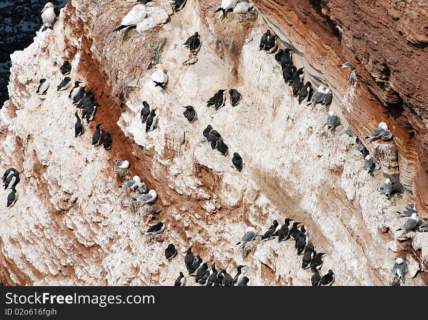 Sea bird colony