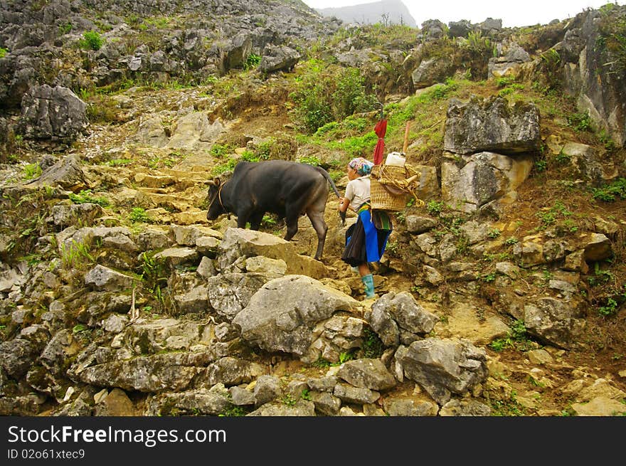 Woman in the middle of a corn field in the regions of Ha Giang. Karst region where land is scarce among the rocks