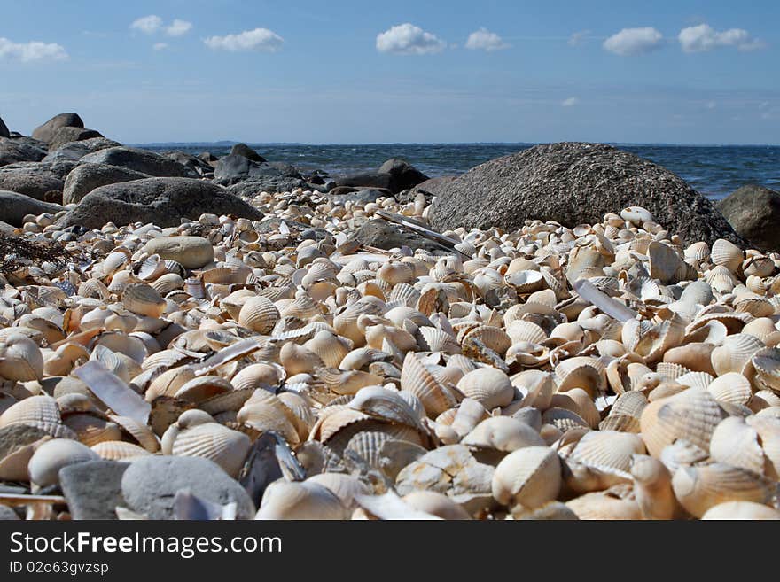 White mussels