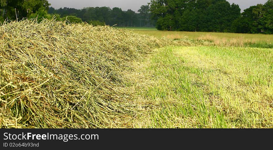 Hay in the fields in summer