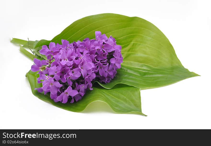 Lilac flowers