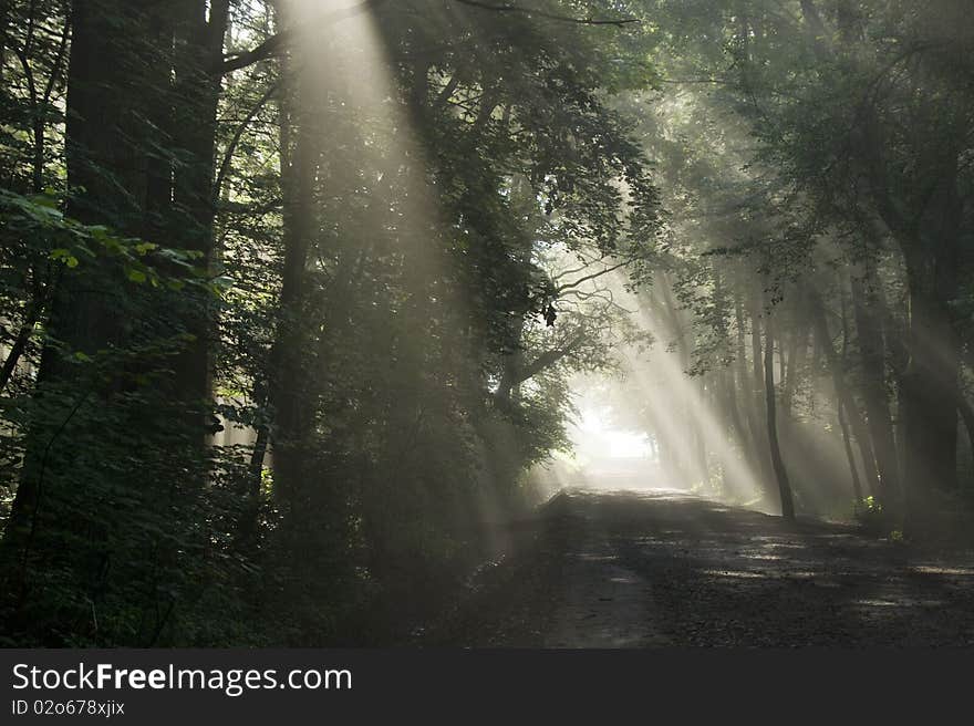 Road to the park and the rays are visible through the fog