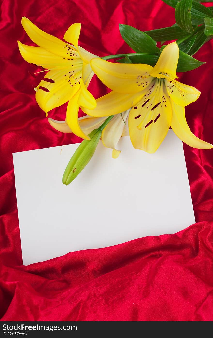 Three flowers of a lily and beautiful drapery. A background for a congratulatory card. Three flowers of a lily and beautiful drapery. A background for a congratulatory card.