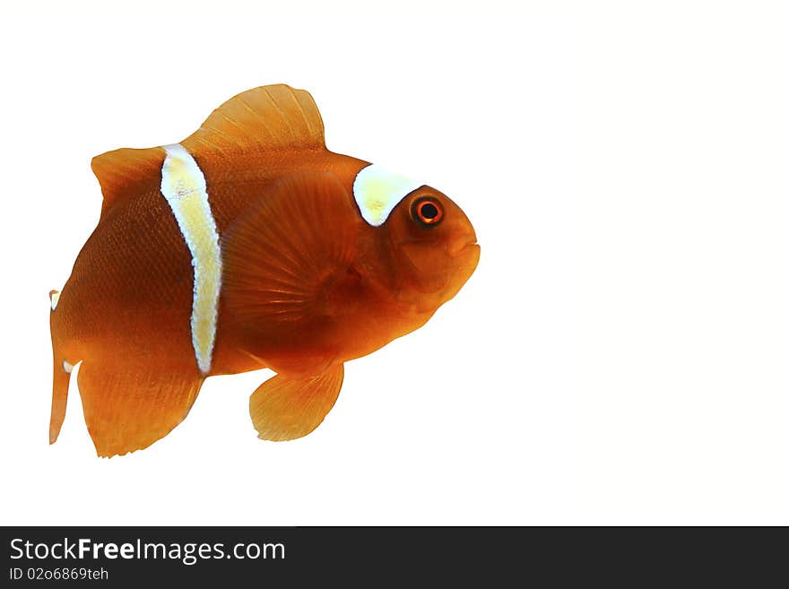 Amphiprion   in front of a white background