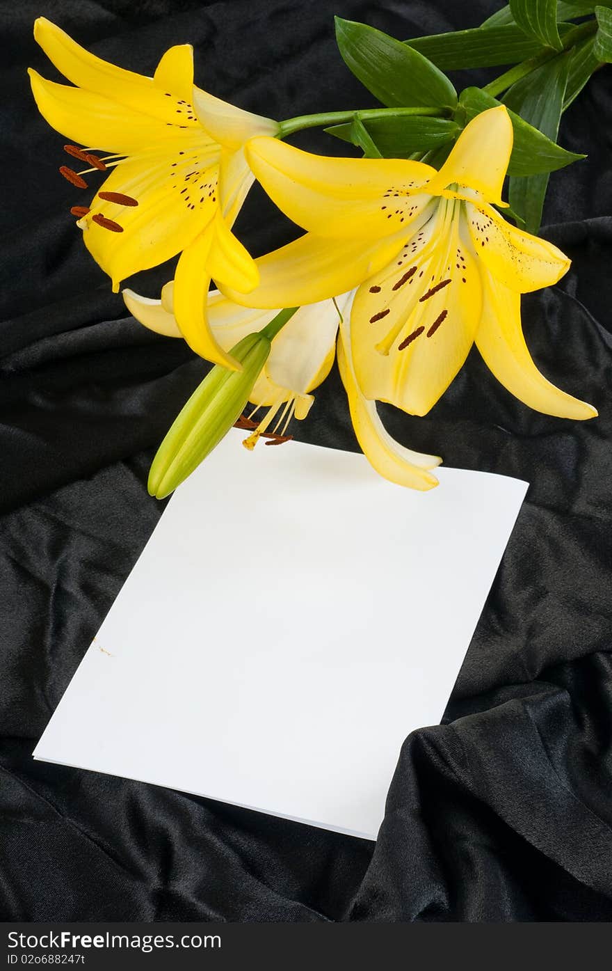 Three flowers of a lily and beautiful drapery. A background for a congratulatory card. Three flowers of a lily and beautiful drapery. A background for a congratulatory card.