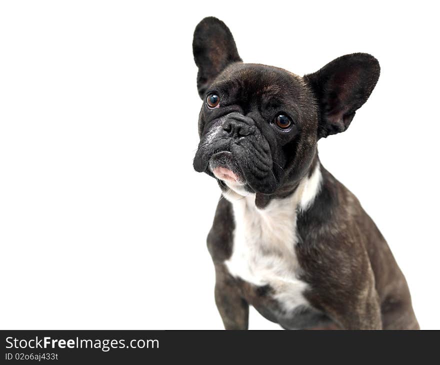 French Bulldog