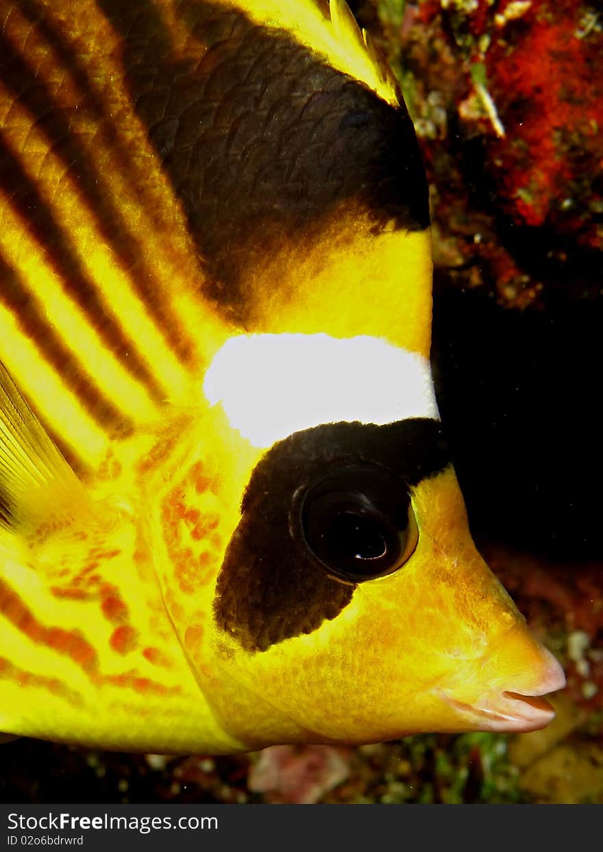 Raccoon Butterflyfish