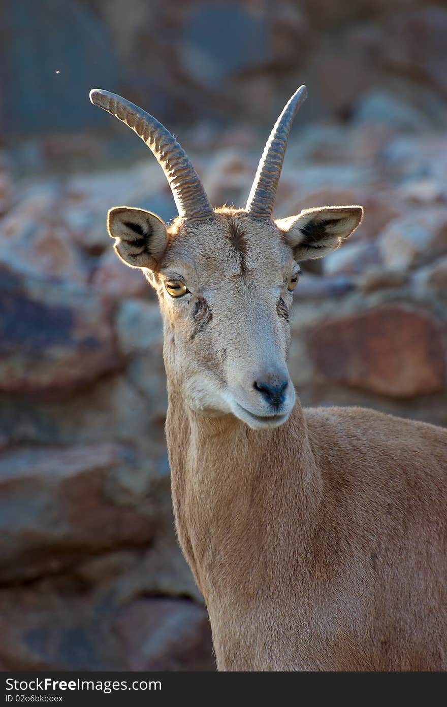 Young wild sheep Urial (Ovis orientalis vignei)