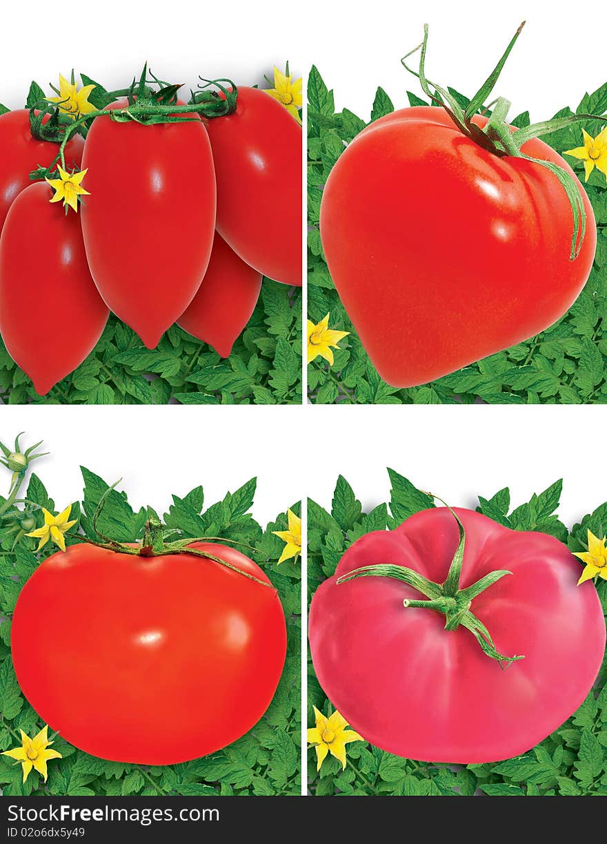 Set of tomatoes