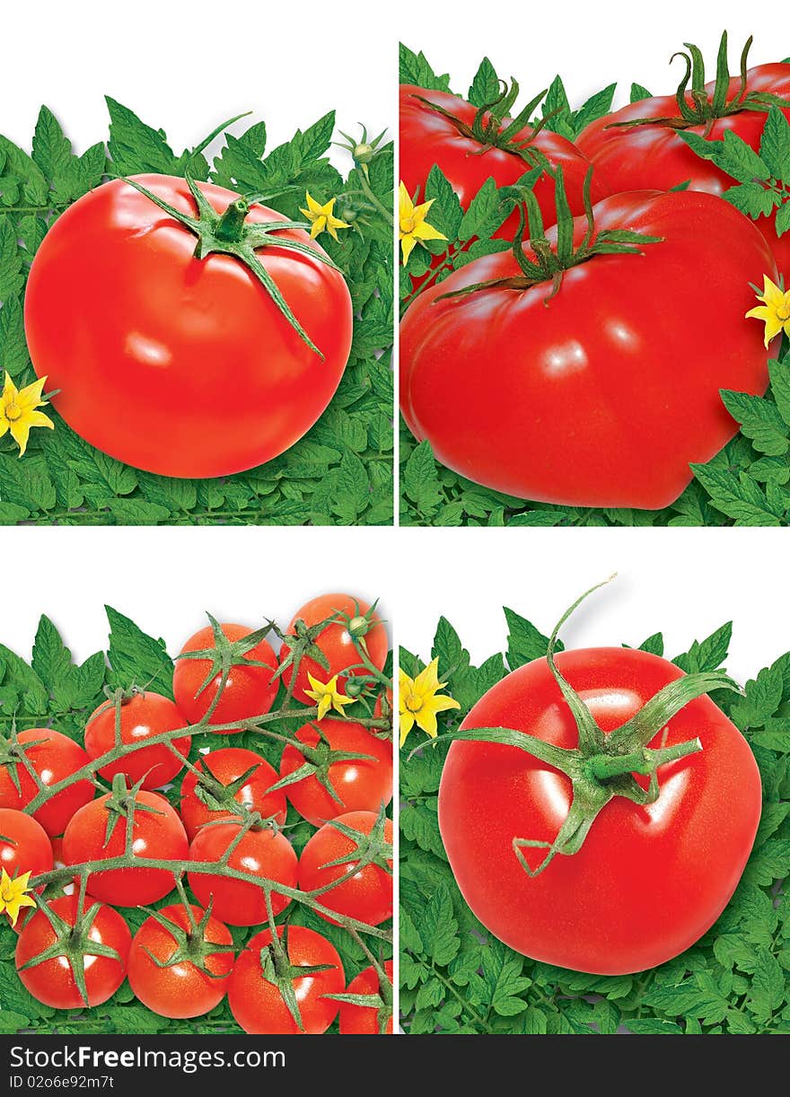 Set of tomatoes