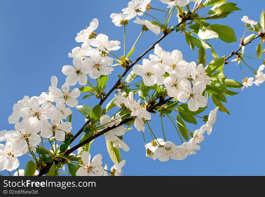 The cherry blossoms.