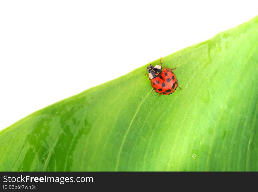 Beetle on a green leaf