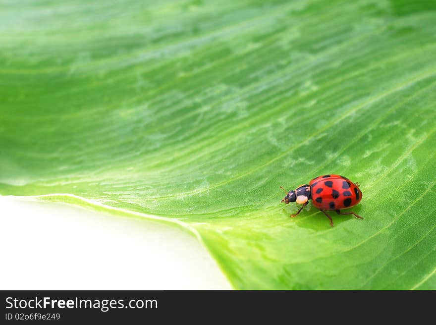 Close up of a beetle on a green leaf