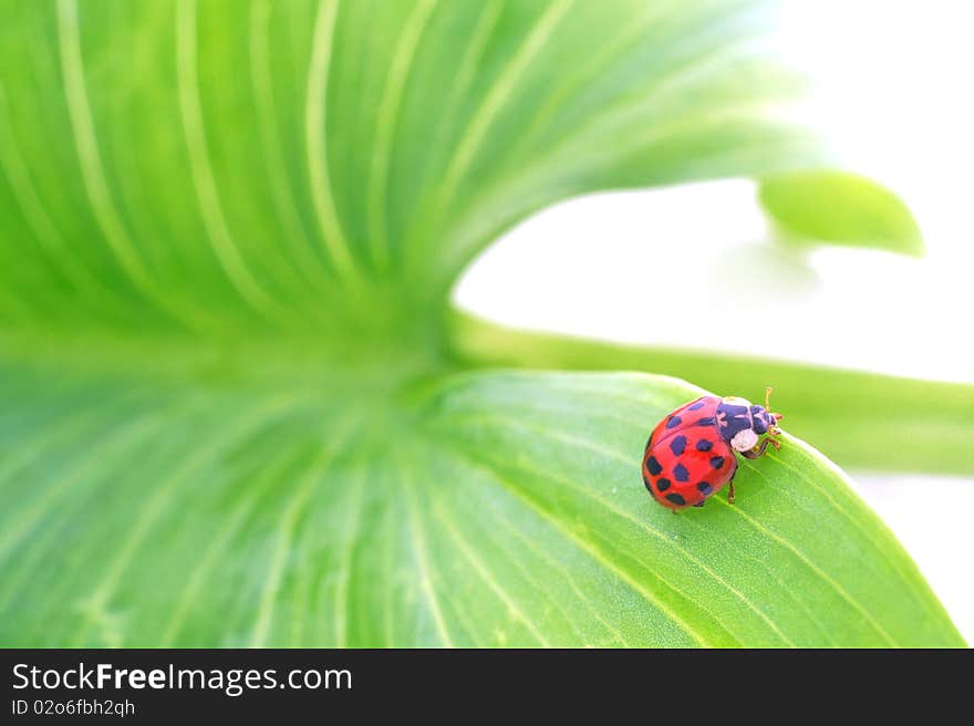 Beetle on a green leaf