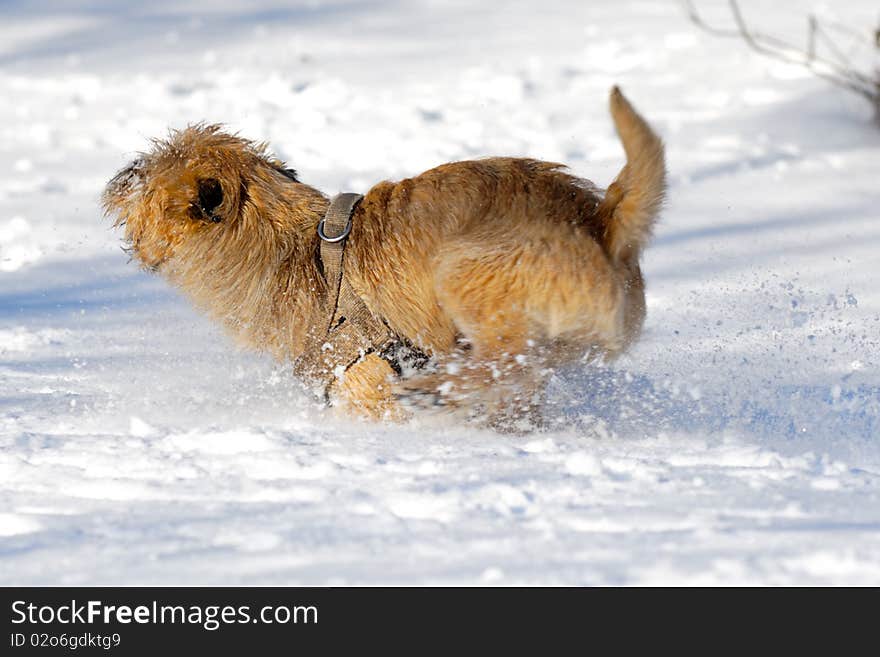 Dog is running very fast in the snow. The breed of the dog is a Cairn Terrier. Note motion blur. Dog is running very fast in the snow. The breed of the dog is a Cairn Terrier. Note motion blur.