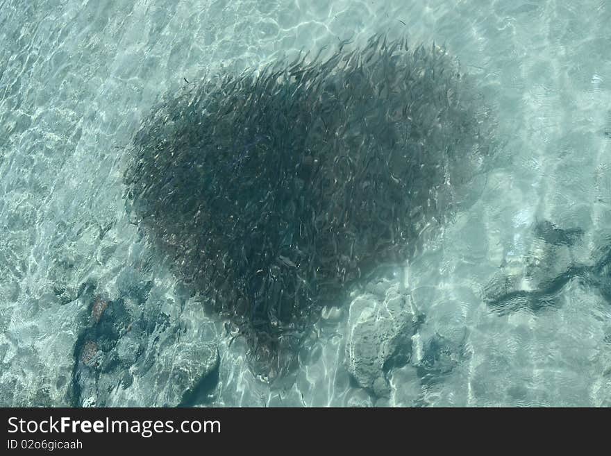 Shoal of fish like a heart figure througt the sea water