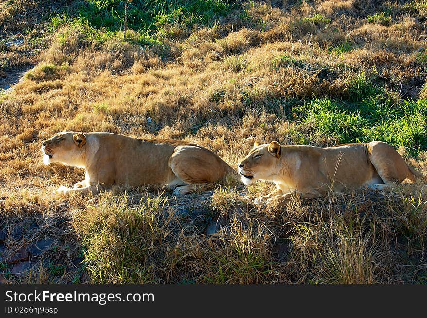 Roaring lionesses