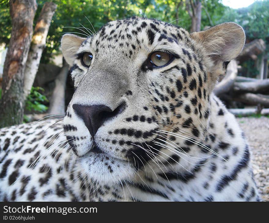 Ceylon Leopard (Panthera pardus kotiya) at Jihlava Zoo in Eastern Bohemia, Czech Republic.