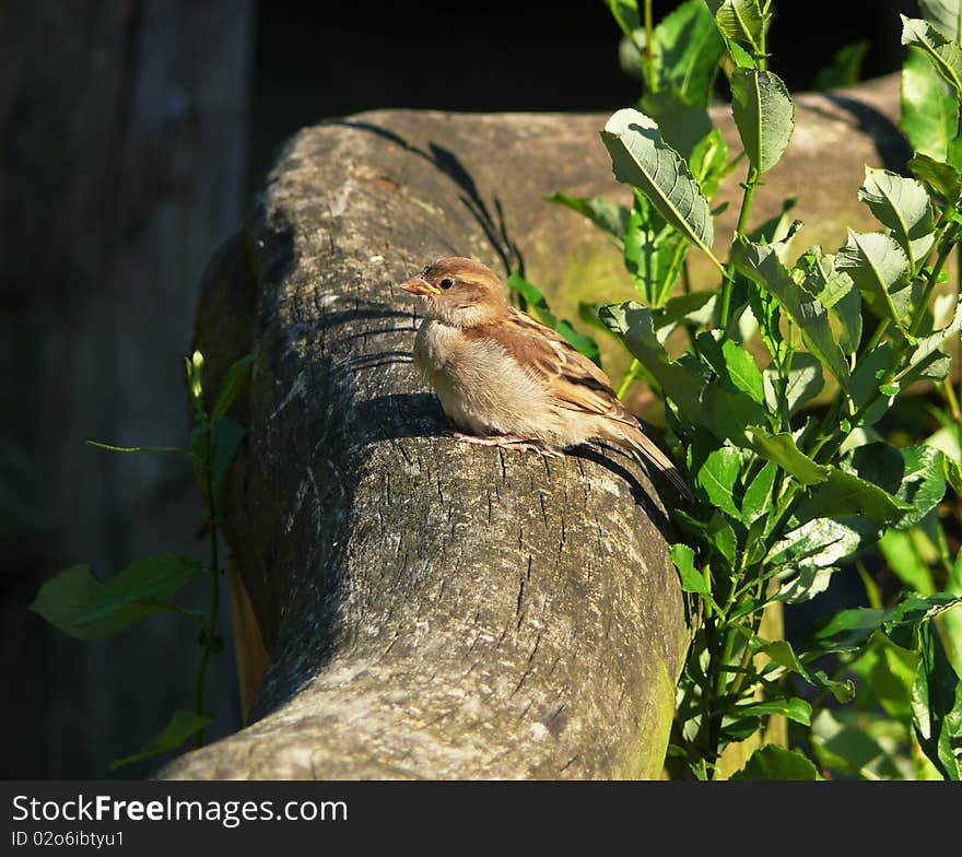 Lonely sparrow sitting on handrailing