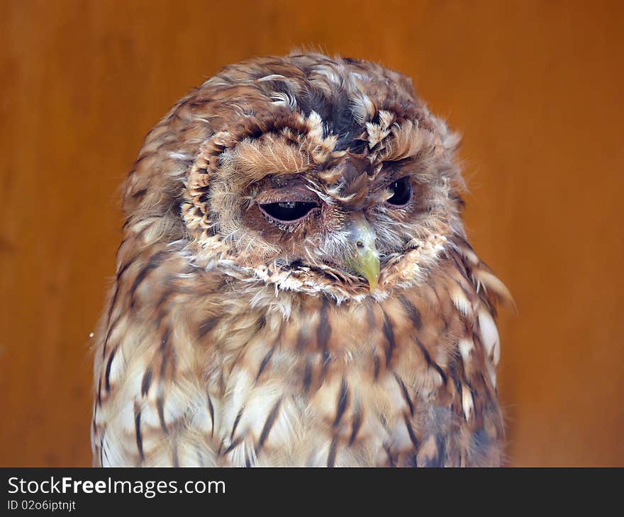 Tawny owl (Strix Alucoo)