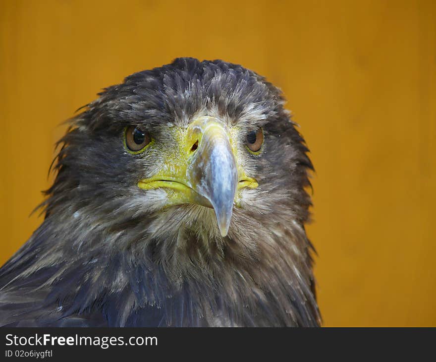 Portrait of eagle from Zoo jihlava in Czech republic (Haliaeetus albicilla)