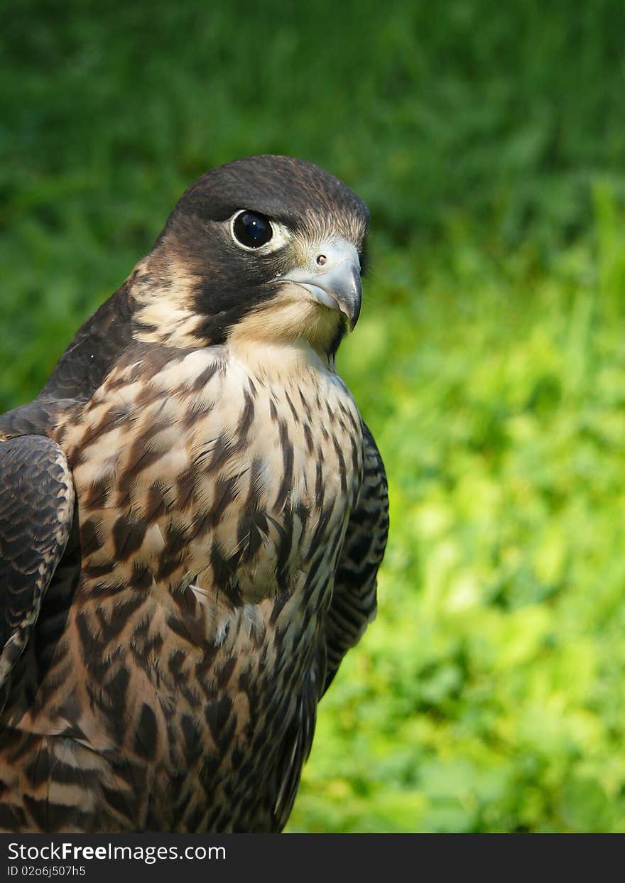 Portrait of peregrine duck hawk from Zoo jihlava in Czech republic (Falco peregninus). Portrait of peregrine duck hawk from Zoo jihlava in Czech republic (Falco peregninus)