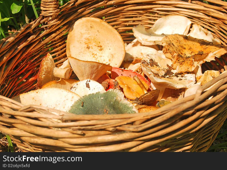 Various Fresh Summer Mushroom