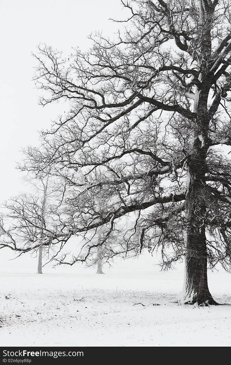 High contrast image of a mature tree in a snow storm. High contrast image of a mature tree in a snow storm.