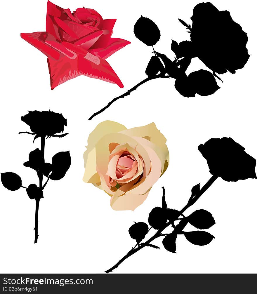 Illustration with different roses isolated on white background. Illustration with different roses isolated on white background