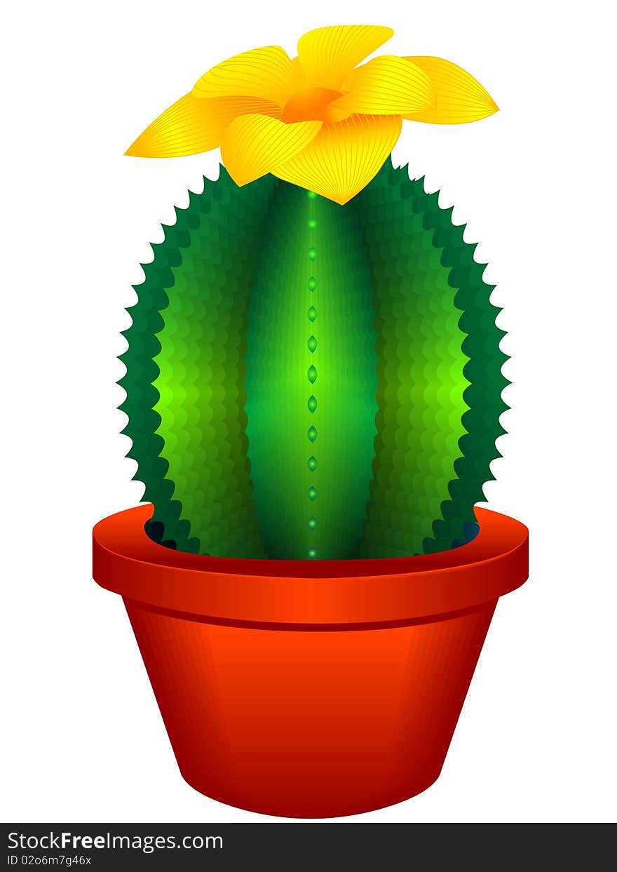 Indoor plant a cactus