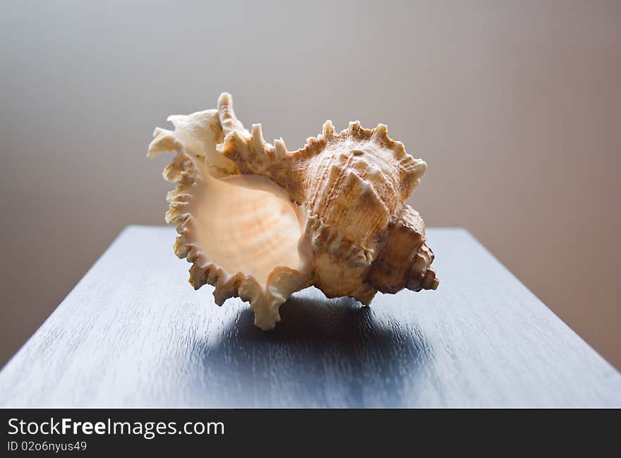 Beautiful seashell resting on a blue surface on smooth gradient background