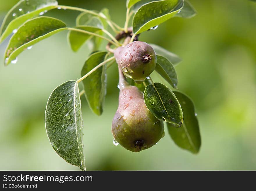 Ripe pears on a branc