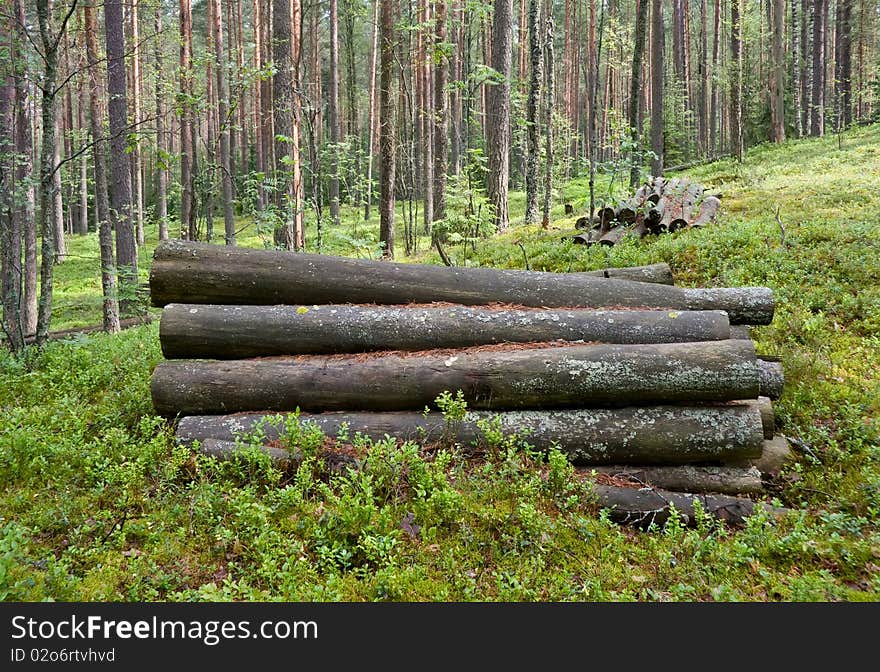 Logs In The Woods