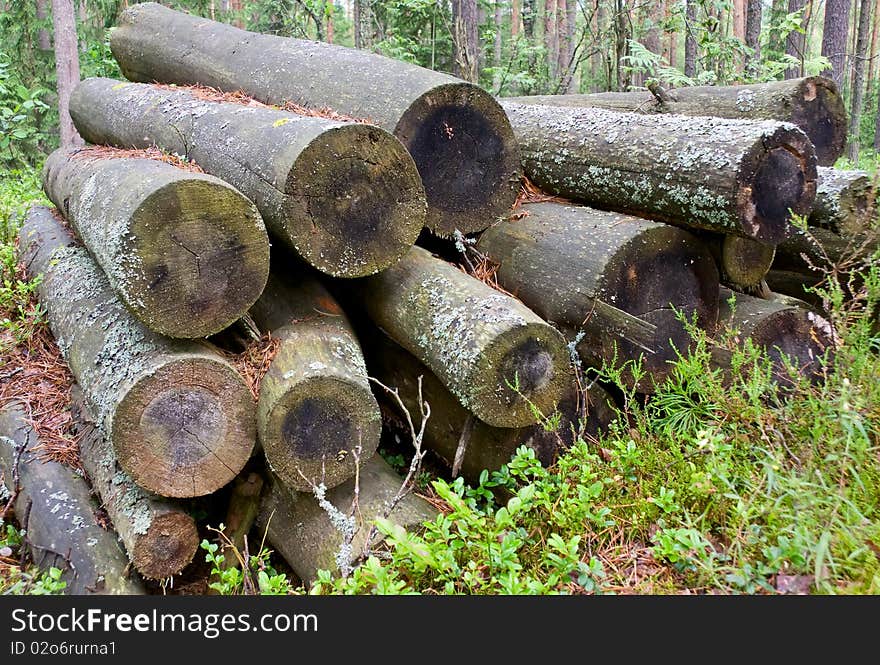 Logs in the woods