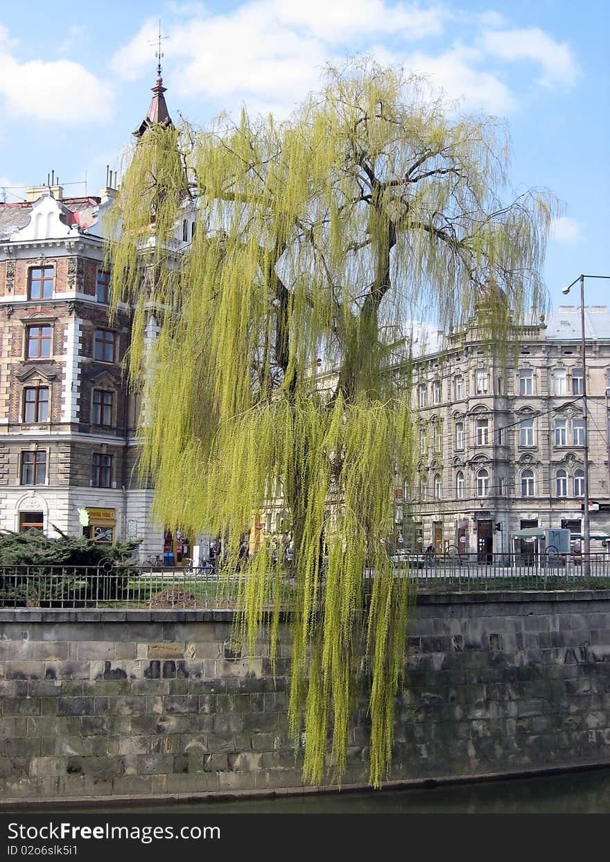 Willow in Olomouc in the Czech republic. Willow in Olomouc in the Czech republic