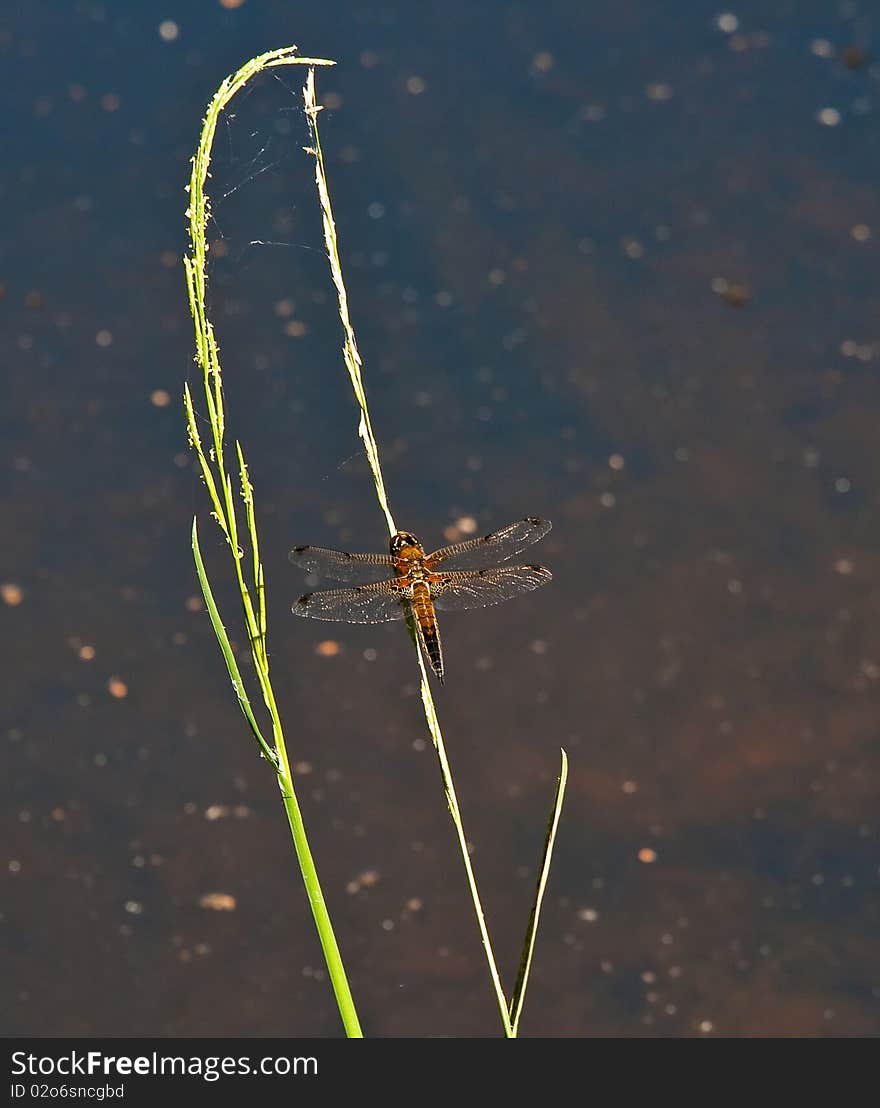 Dragonfly