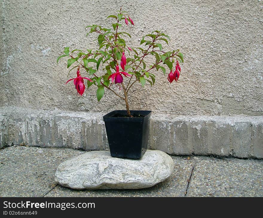 Flower in a pot beside the house