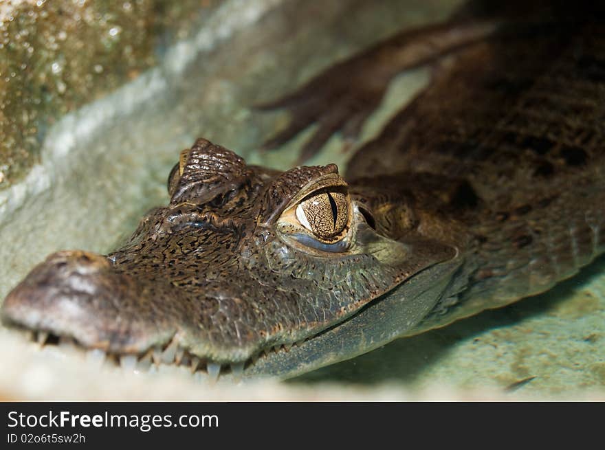 Cuvier's Dwarf Caiman Eye, close up