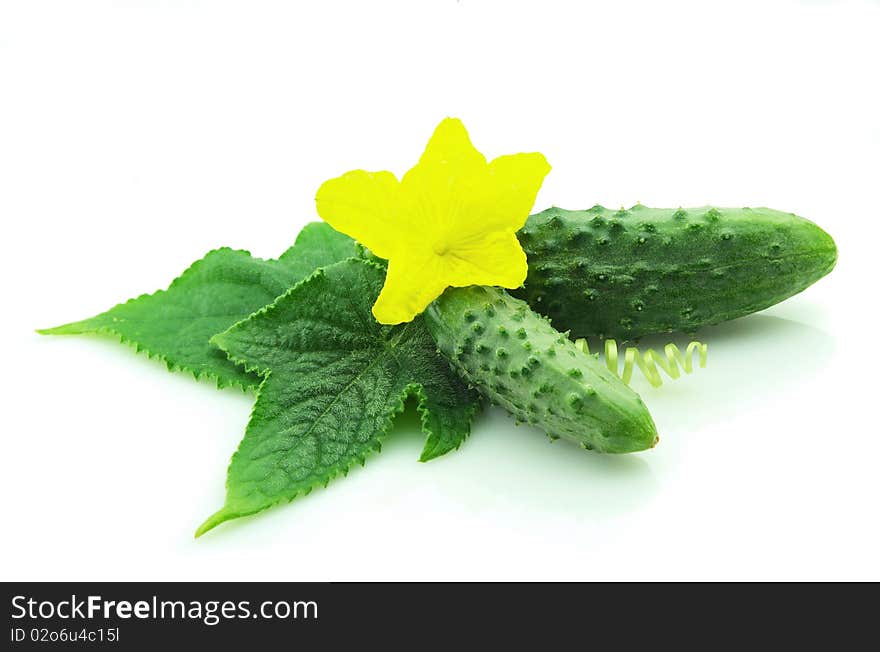 Young cucumbers