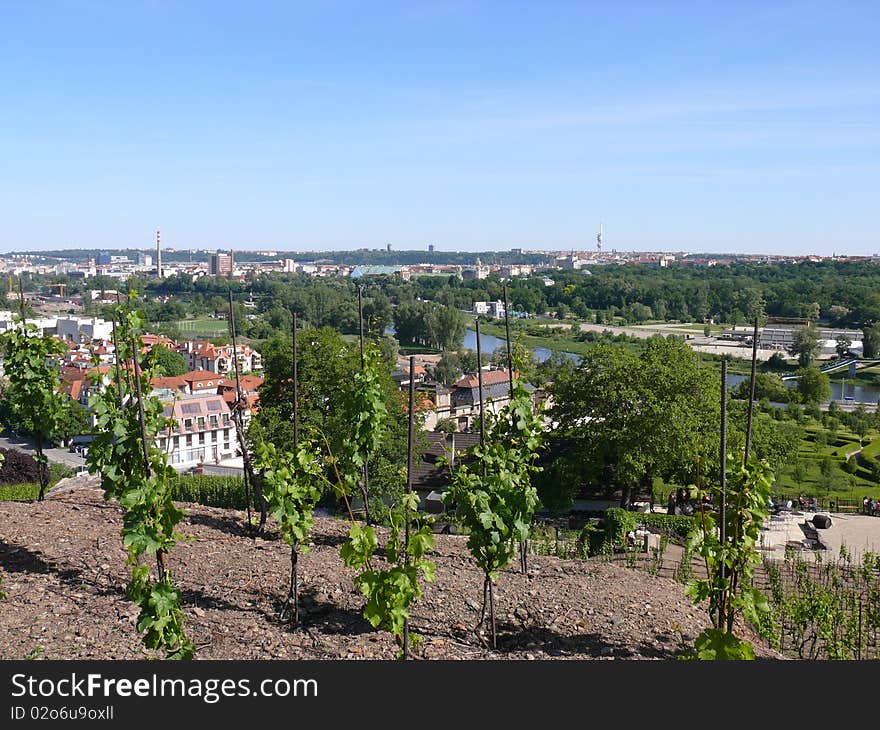 Vineyards in Troja, Prague