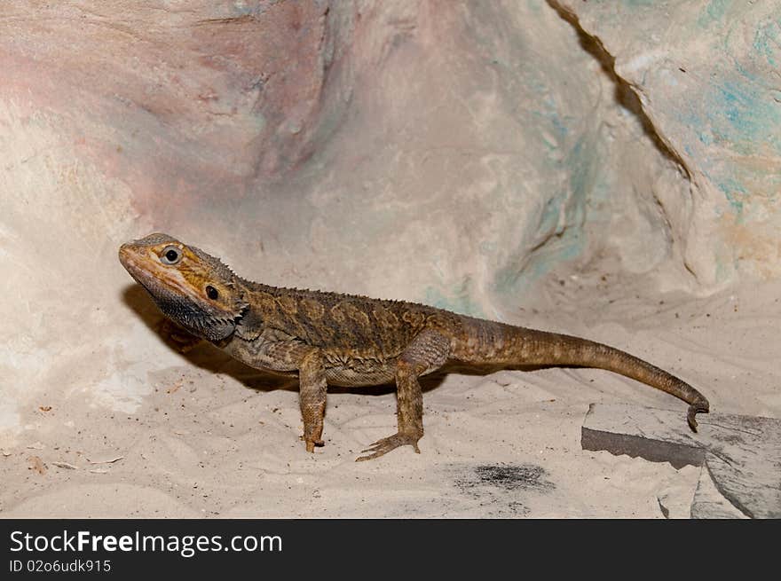 Bearded Dragon or Agama (Pogona vitticeps)