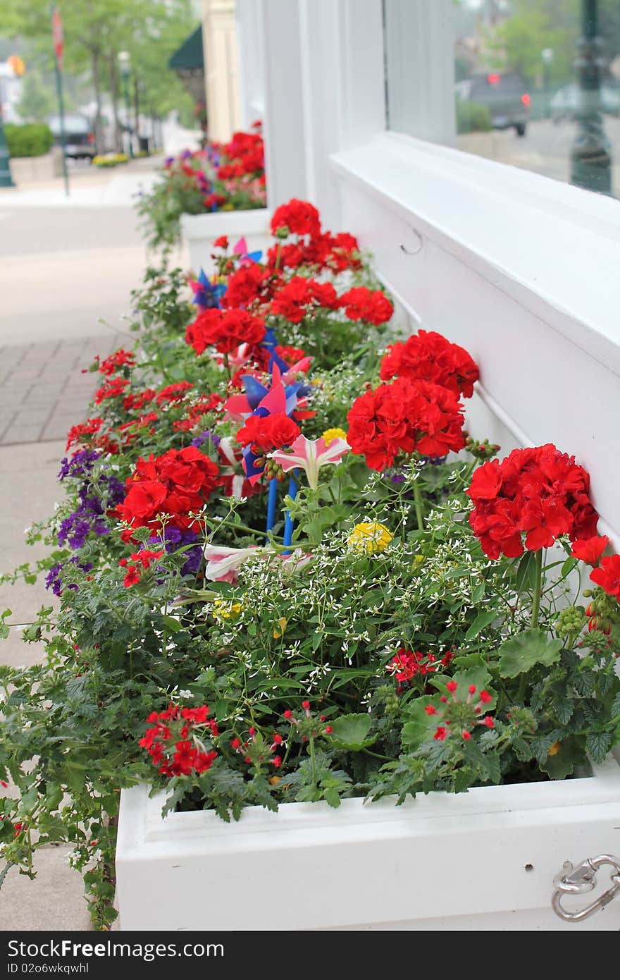 White flower boxes below shop windows with red flowers. White flower boxes below shop windows with red flowers