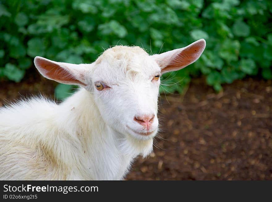 The young goat is looking at you