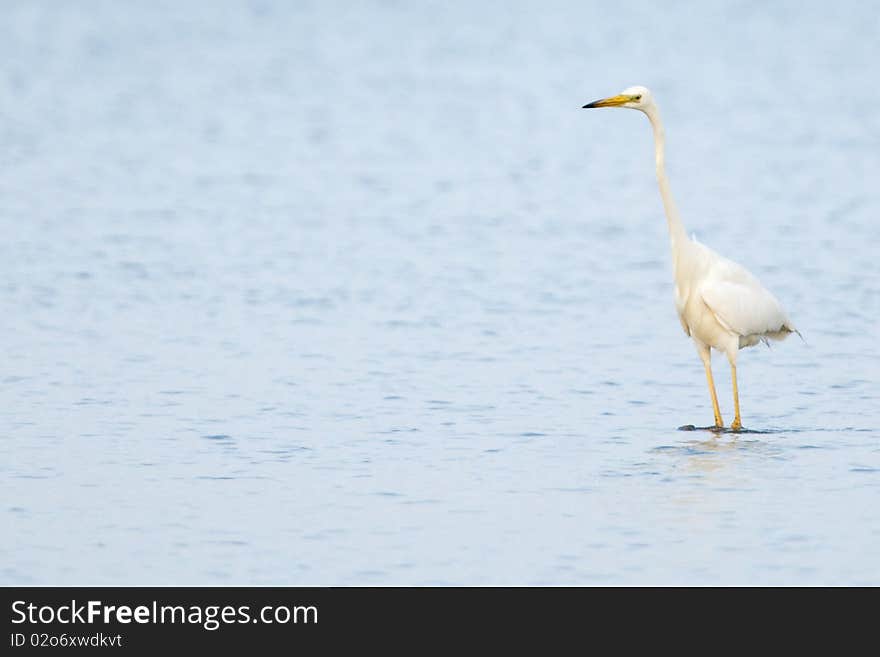 Great White Egret