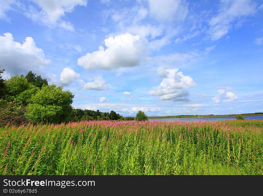 Summer landscape with flowers in Scoltand