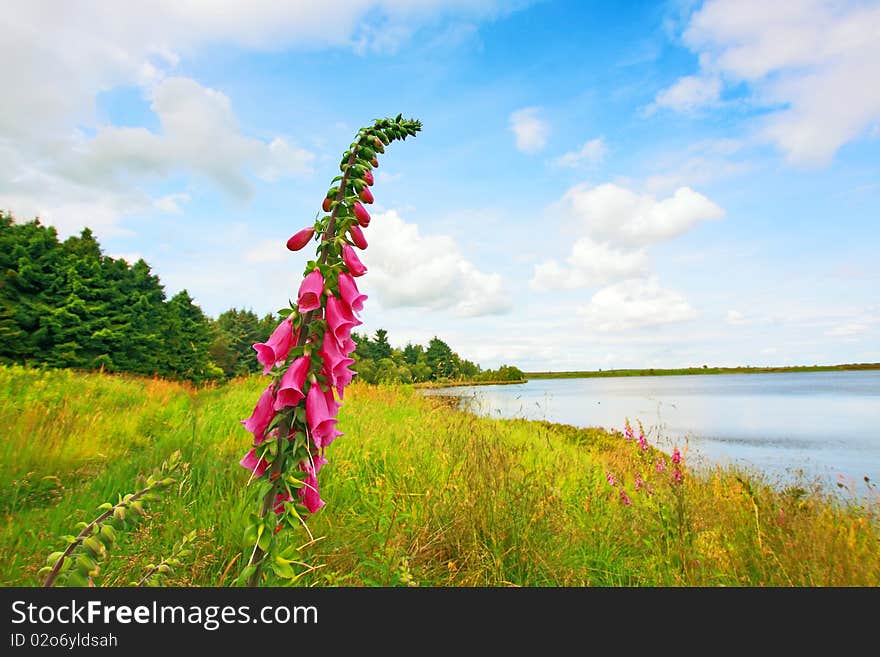 Summer Landscape With Flowers