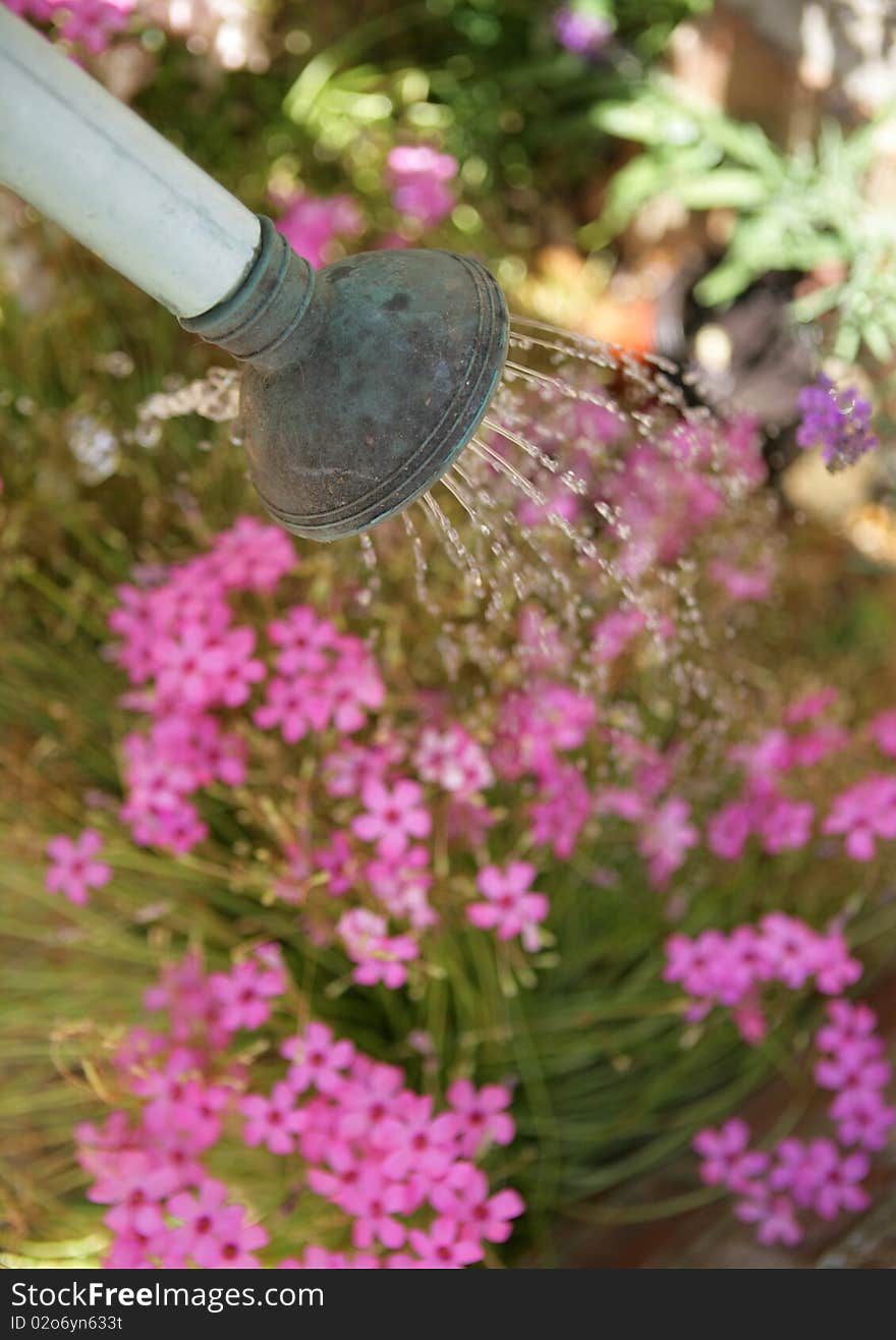 Watering flowers