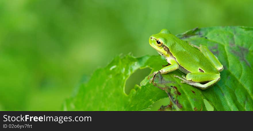 Side view of tree frog sitting on the leaf. Side view of tree frog sitting on the leaf