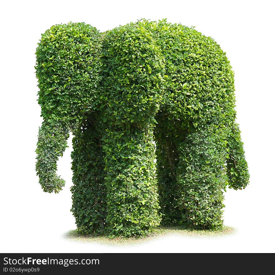 Baby elephant tree